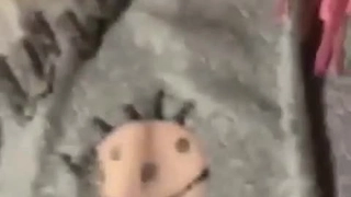 兩個金絲貓讓你知道百合花開的模樣